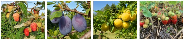 Other Fruit